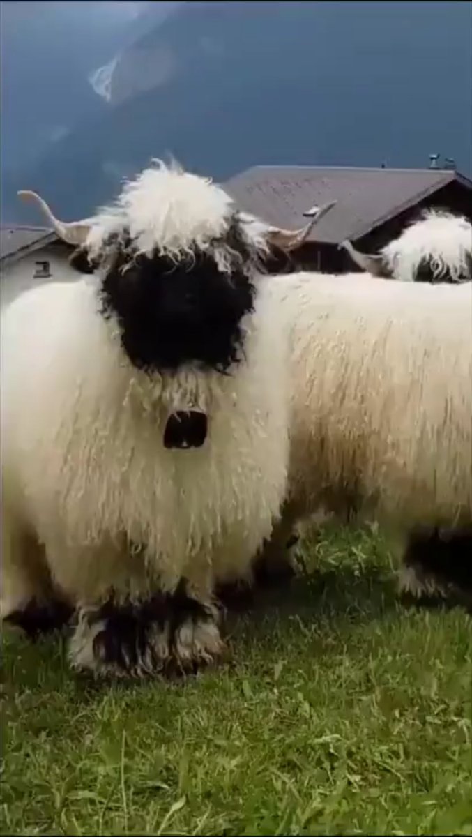 Швейцарская Овечка черноносая