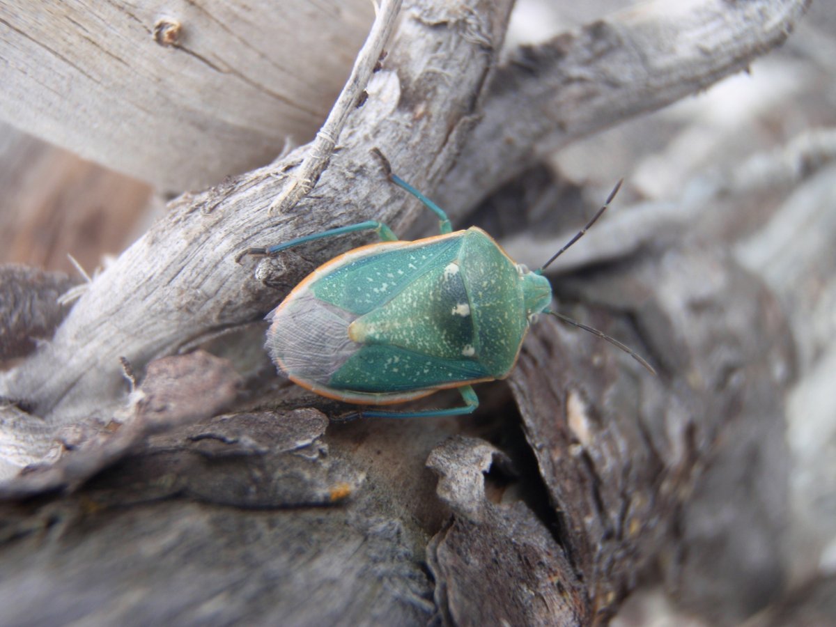Disappointed Bugs HD качество