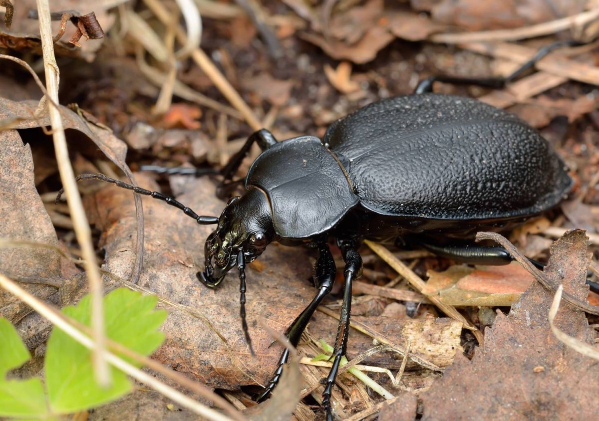 Жук Карабус жужелица Лесная