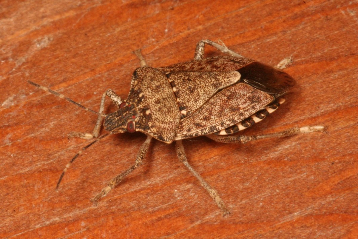 Коричнево-мраморный клоп (Halyomorpha halys)