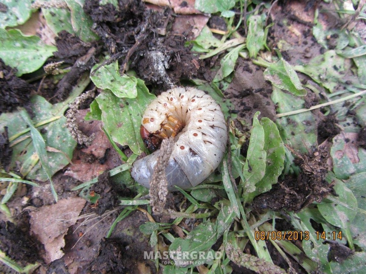 Личинка бронзовки и майского