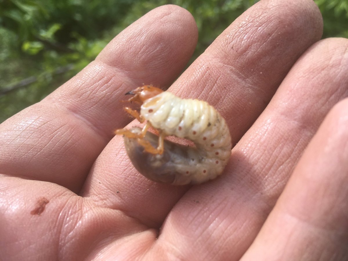 Личинки Жуков вредителей огорода