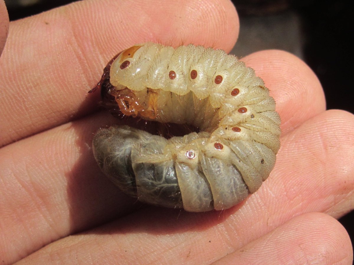 Личинка майского жука арт