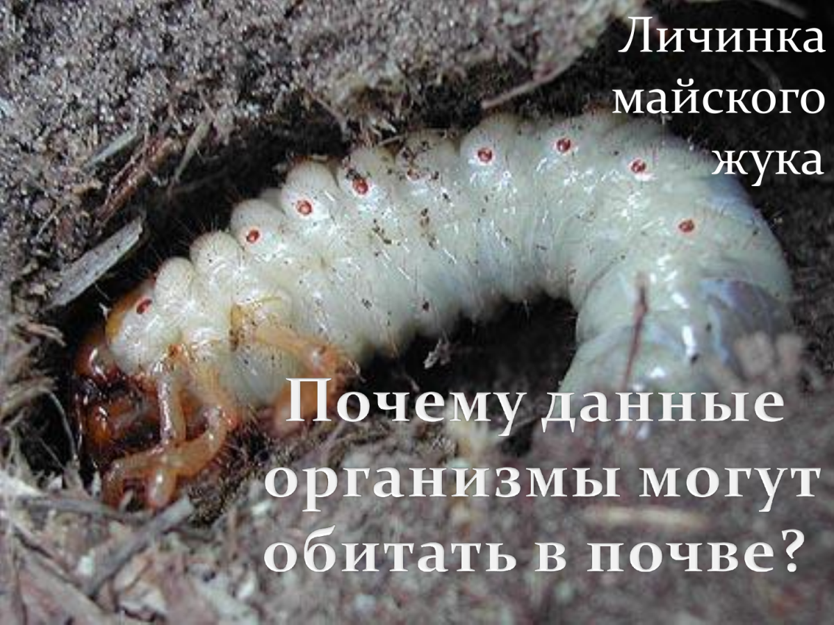 Личинка майского жука и медведки разница