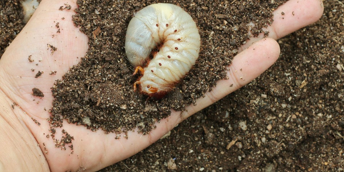 Личинка навозного червя