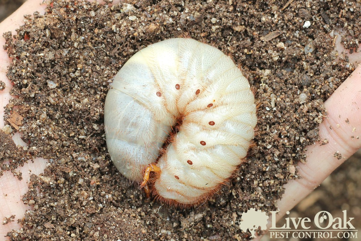 Жуки Карапузики личинки