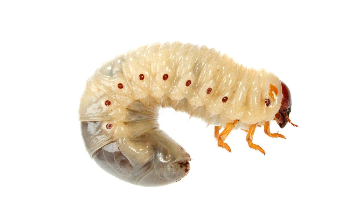 Личинка медведки и майского