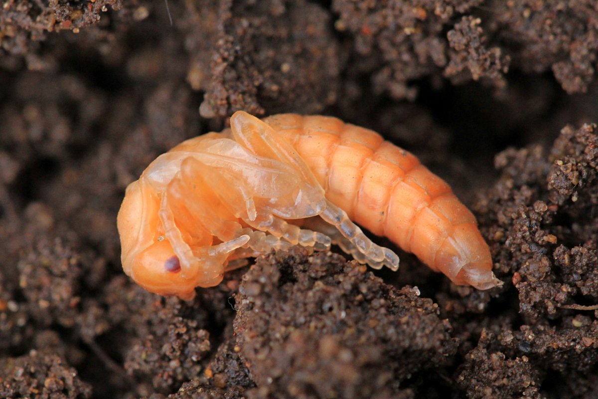 Строение личинки майского жука