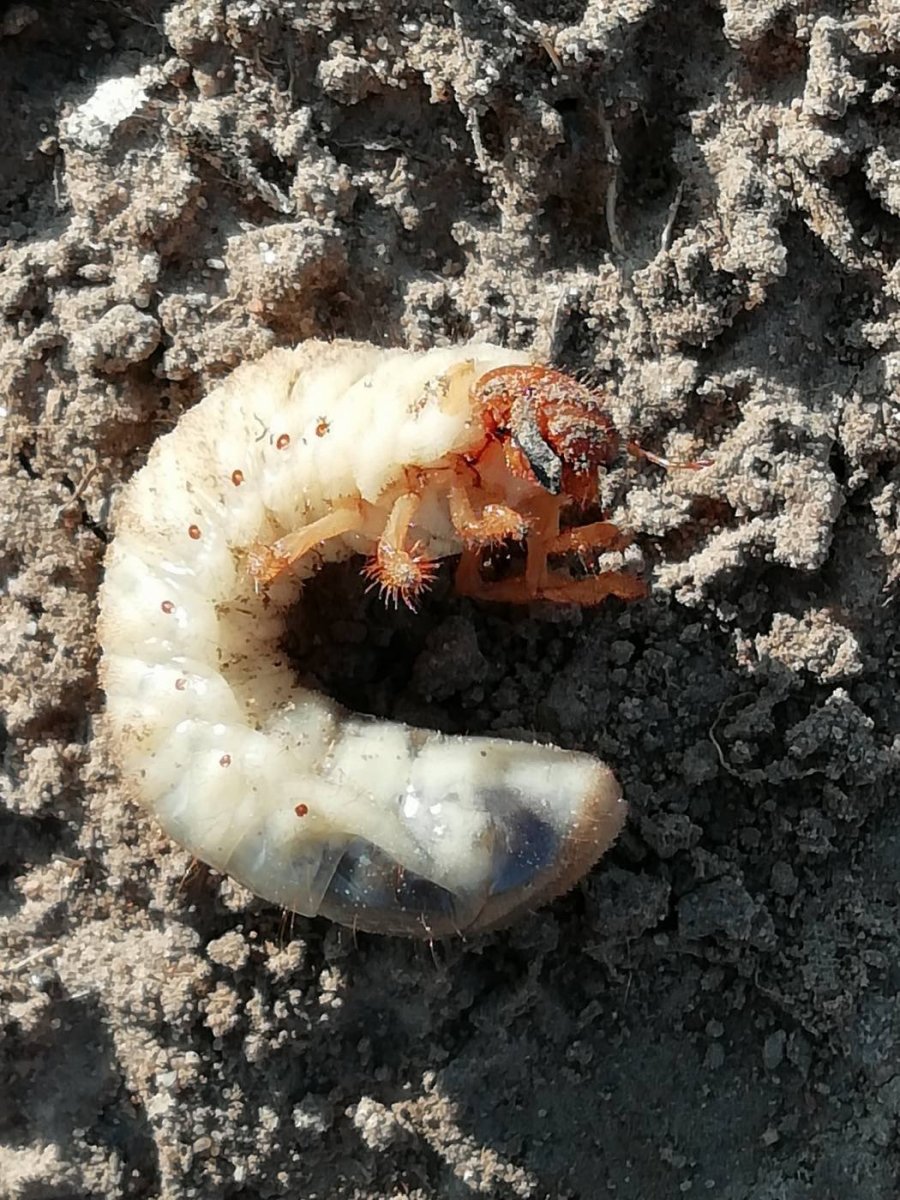 Личинки жука в компосте