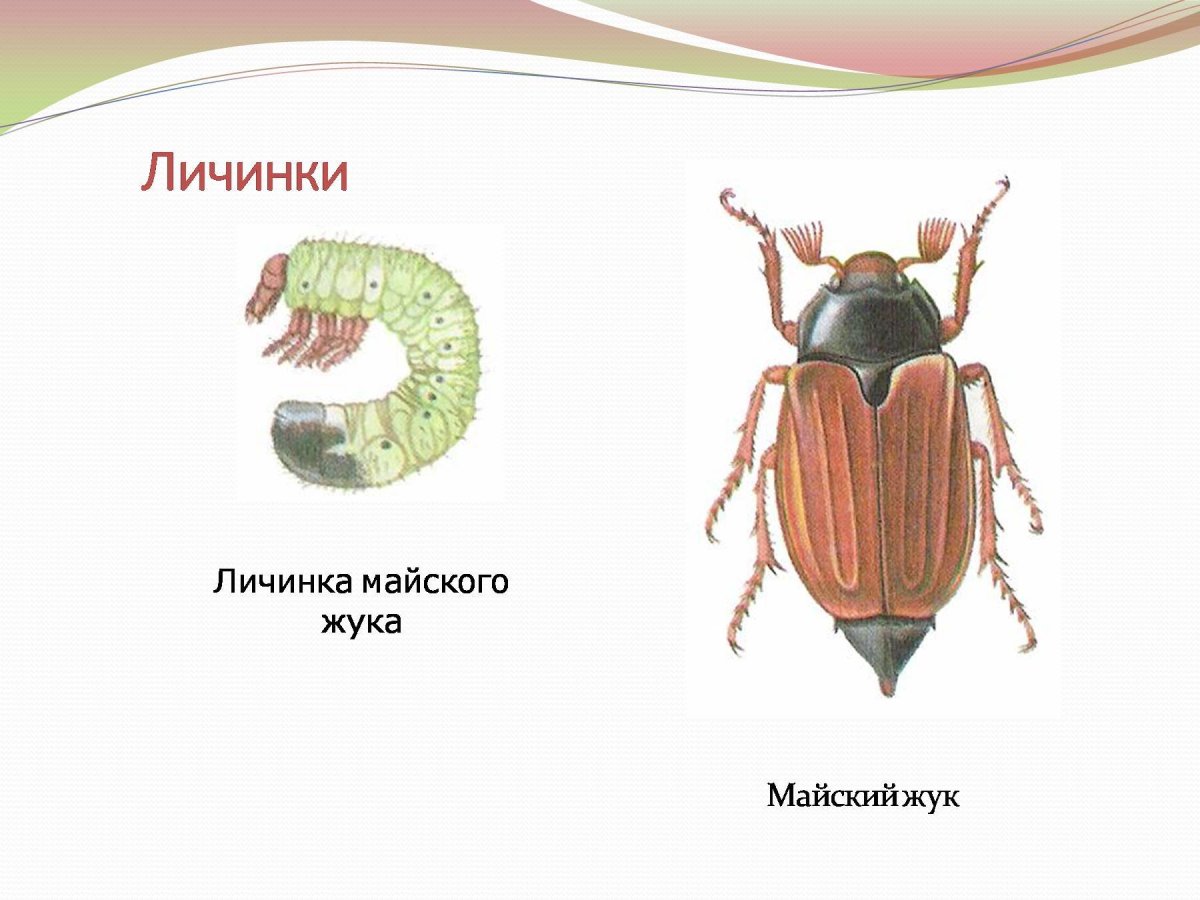 Личинка без фона