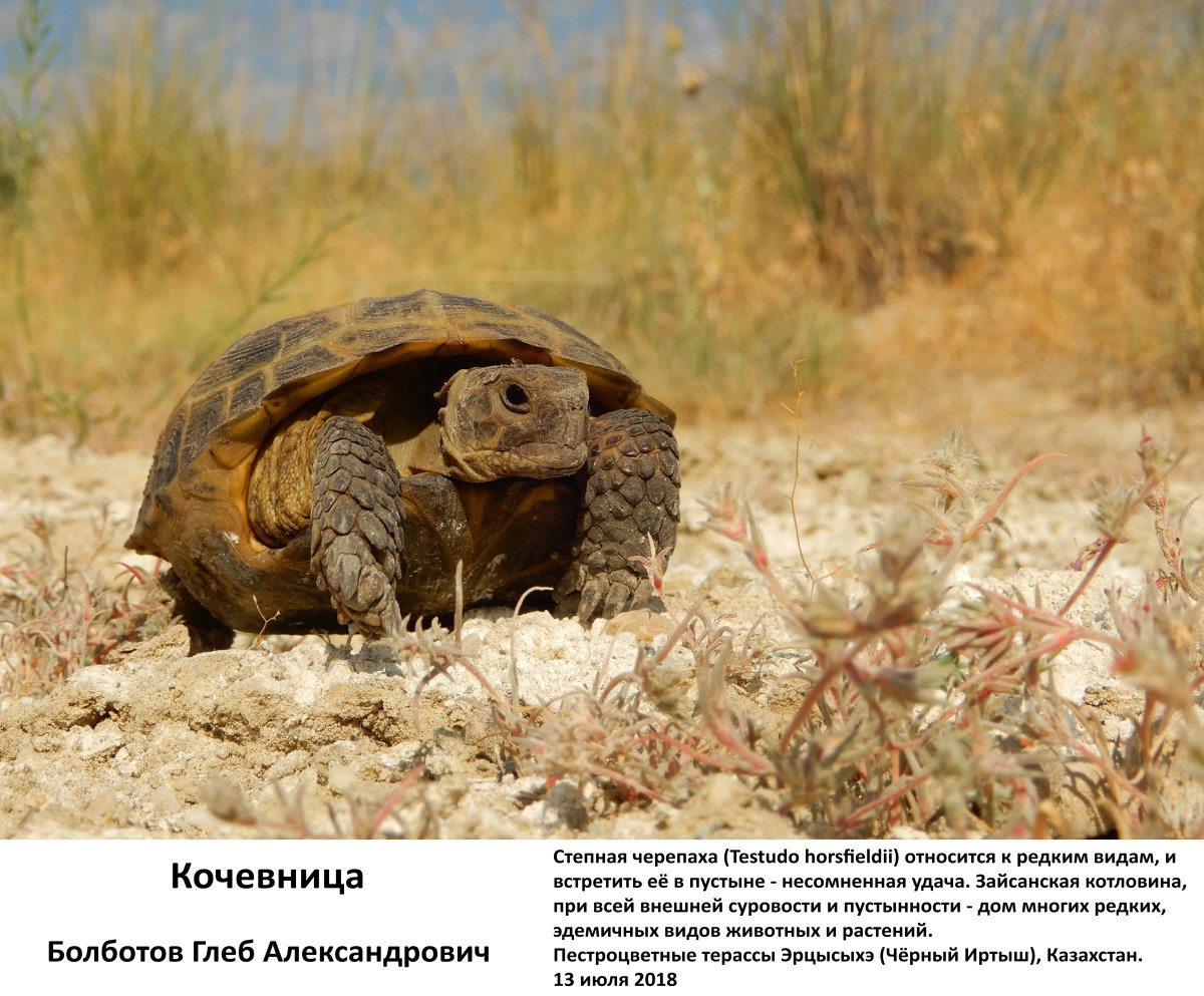 Среднеазиатская Степная черепаха