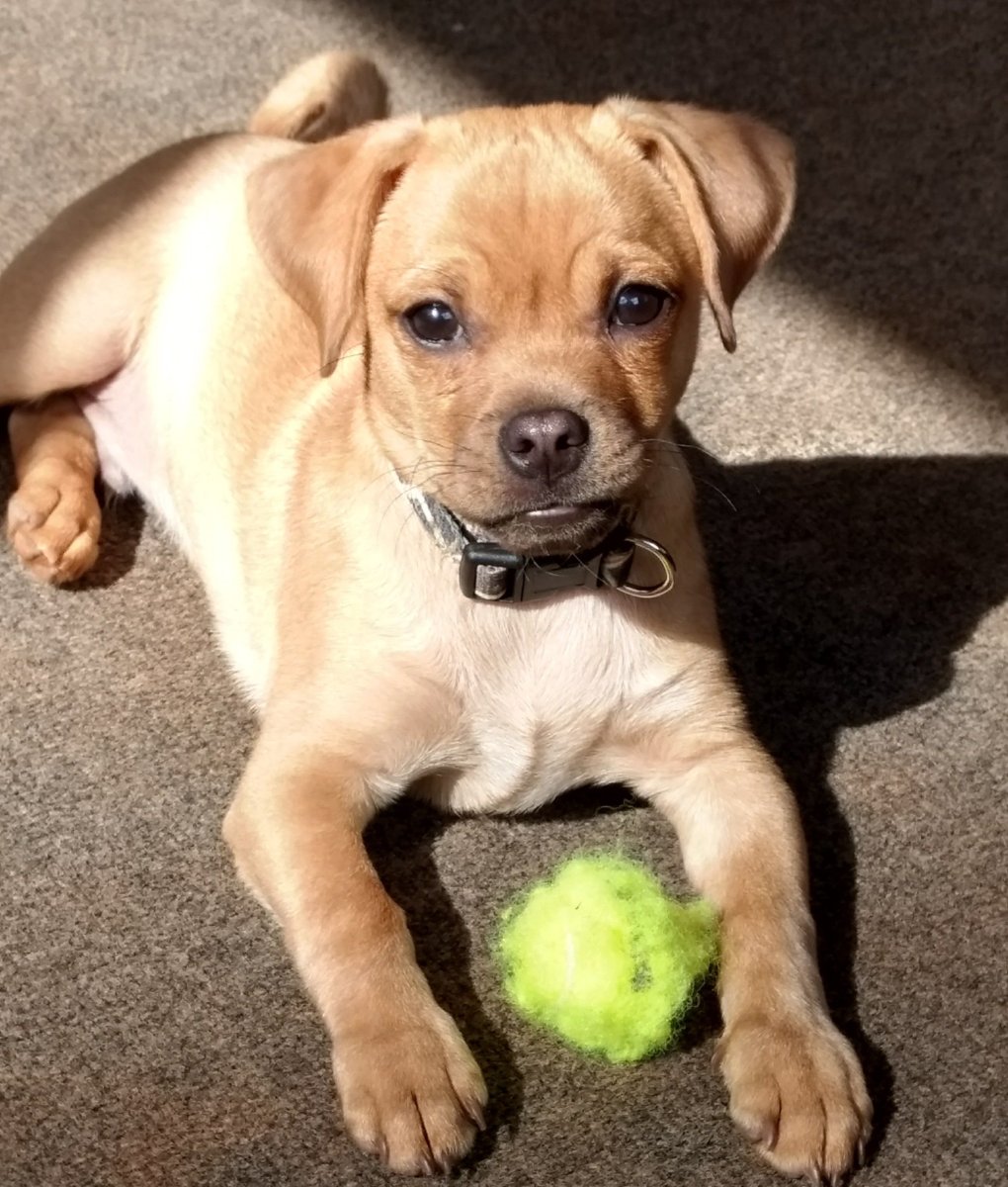 Помесь МОПСА И чихуахуа