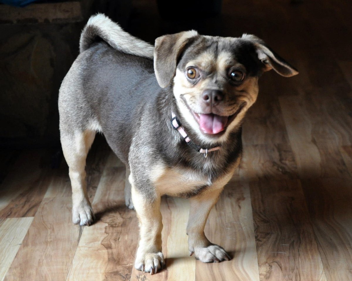 Метис МОПСА И чихуахуа