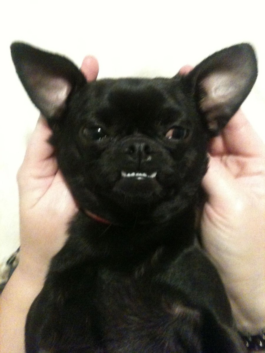 Французский чихуахуа черный