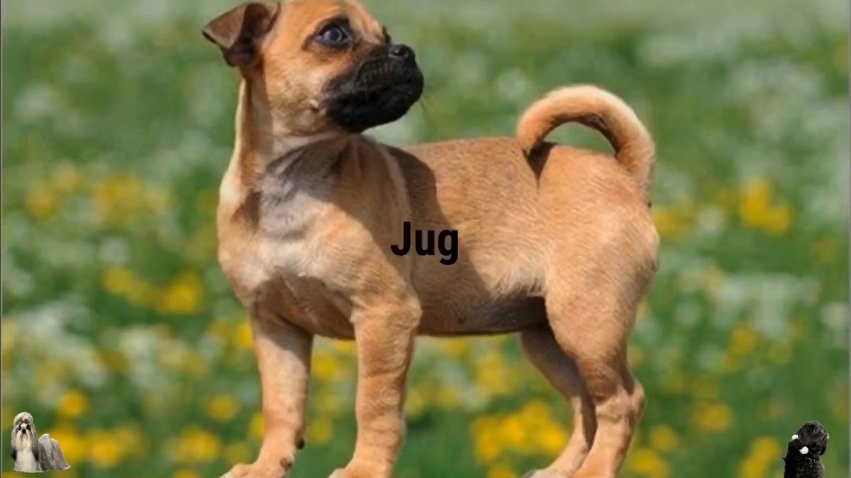 Джек Рассел терьер скрещенный с мопсом