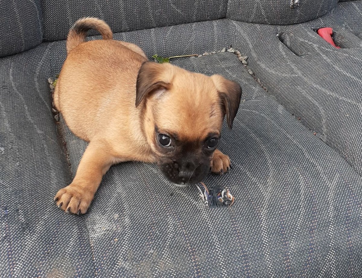 Метис МОПСА И чихуахуа