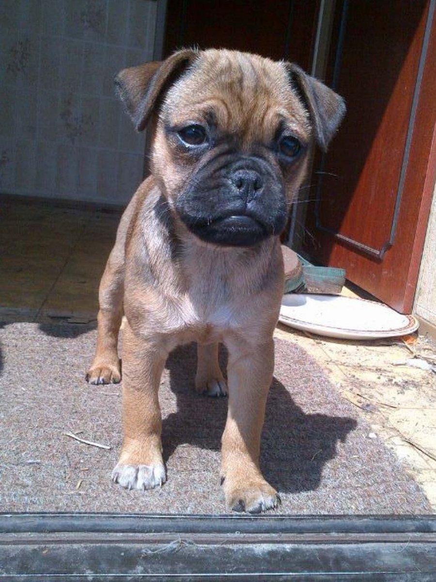 Метис МОПСА И йоркширского терьера