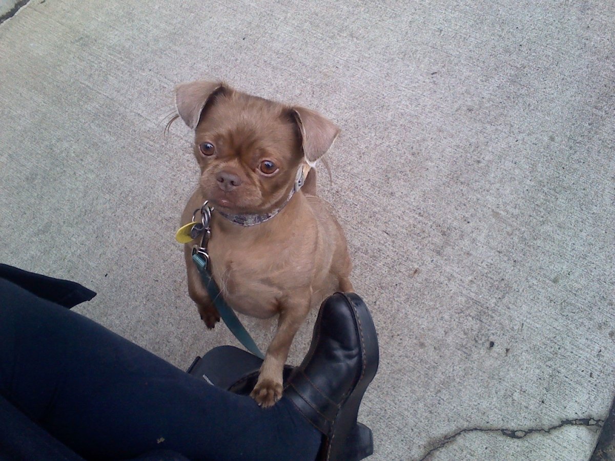 Мопс помесь с таксой