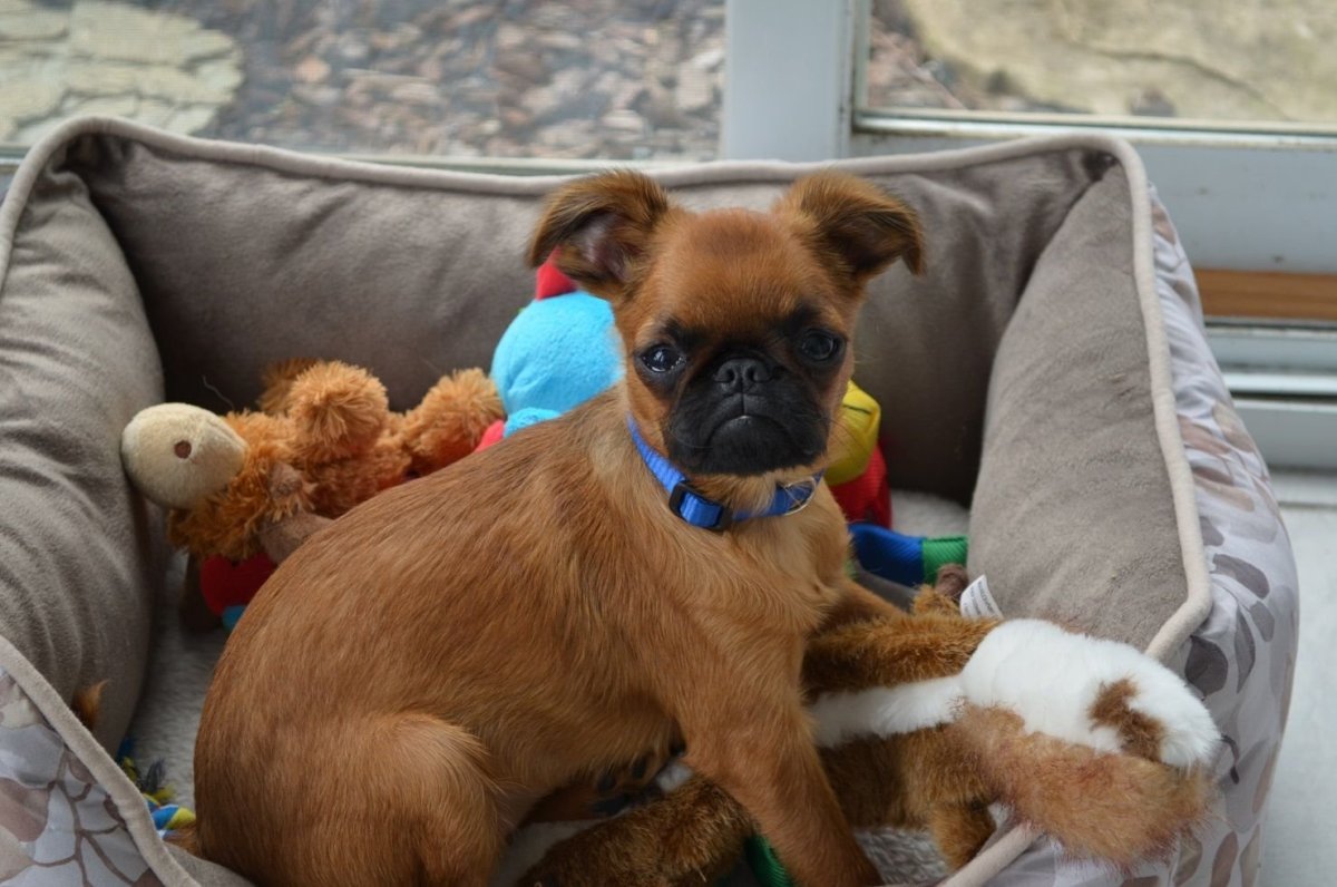 Собаки Мопс чихуахуа