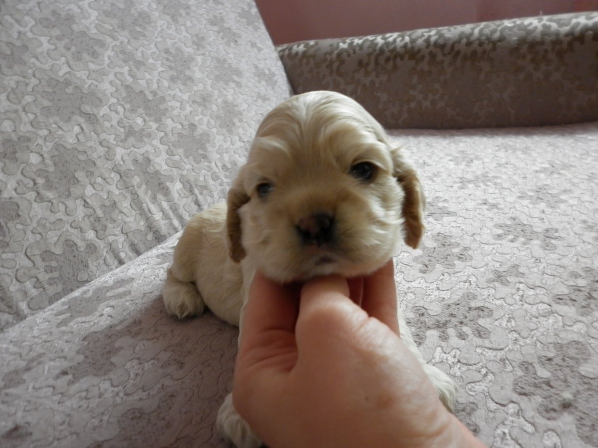 Карликовый спаниель купить щенка в Казани