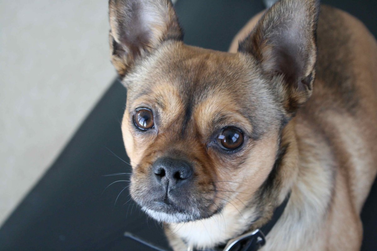 Помесь французского бульдога и чихуахуа