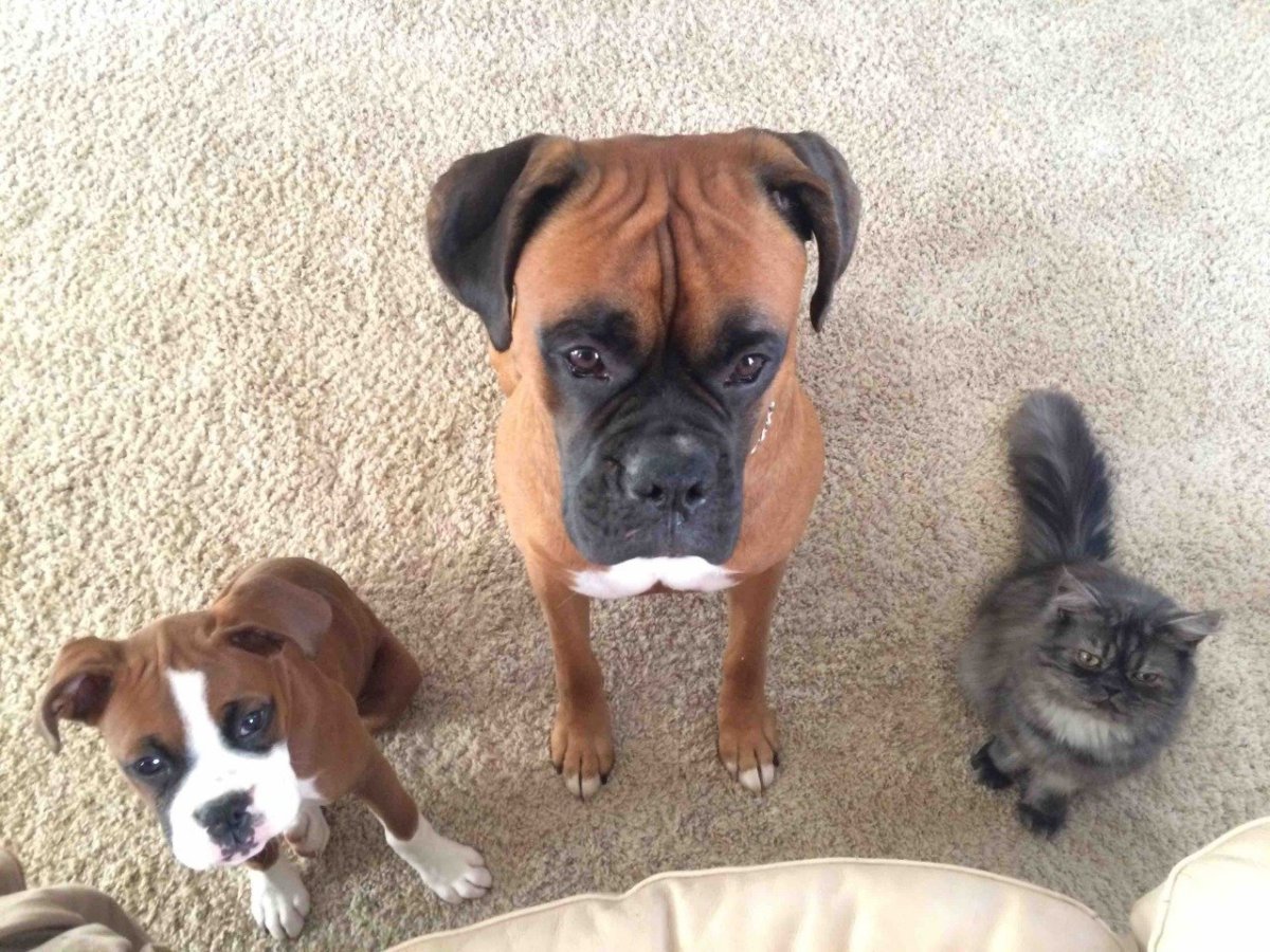 Помесь МОПСА И боксера