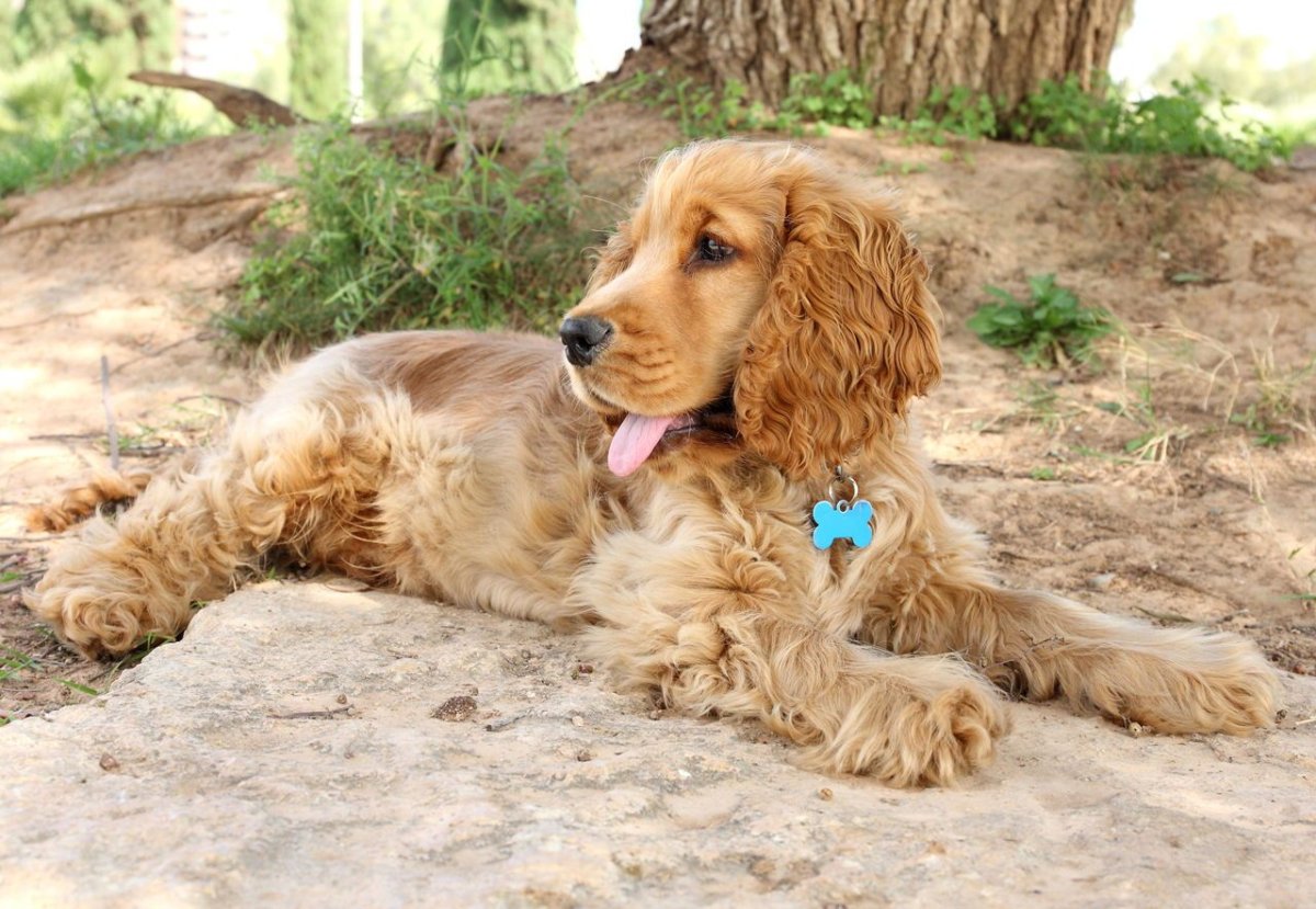 Кокер спаниель маленький