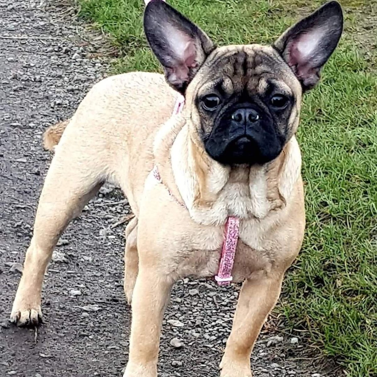 Метис МОПСА И французского бульдога