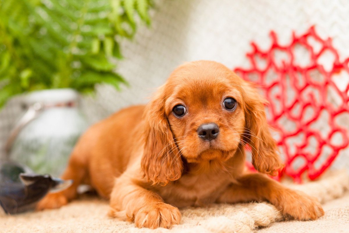 Чарльз кокер спаниель