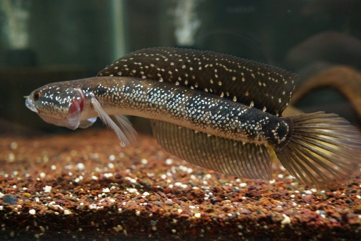 Скелет рыбы