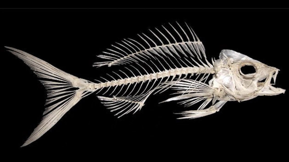 Дори солнечник