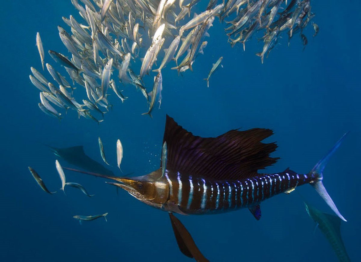 Спинорог Титан рыба