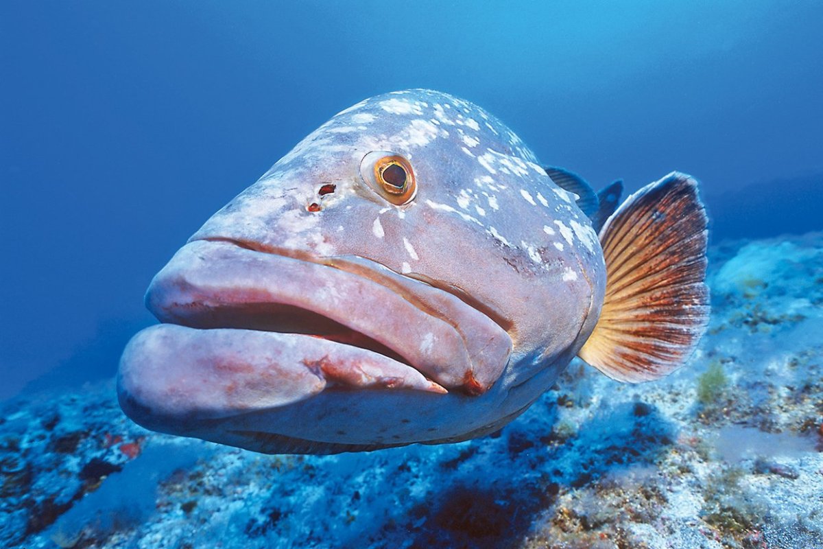 Карп кои вуалехвост