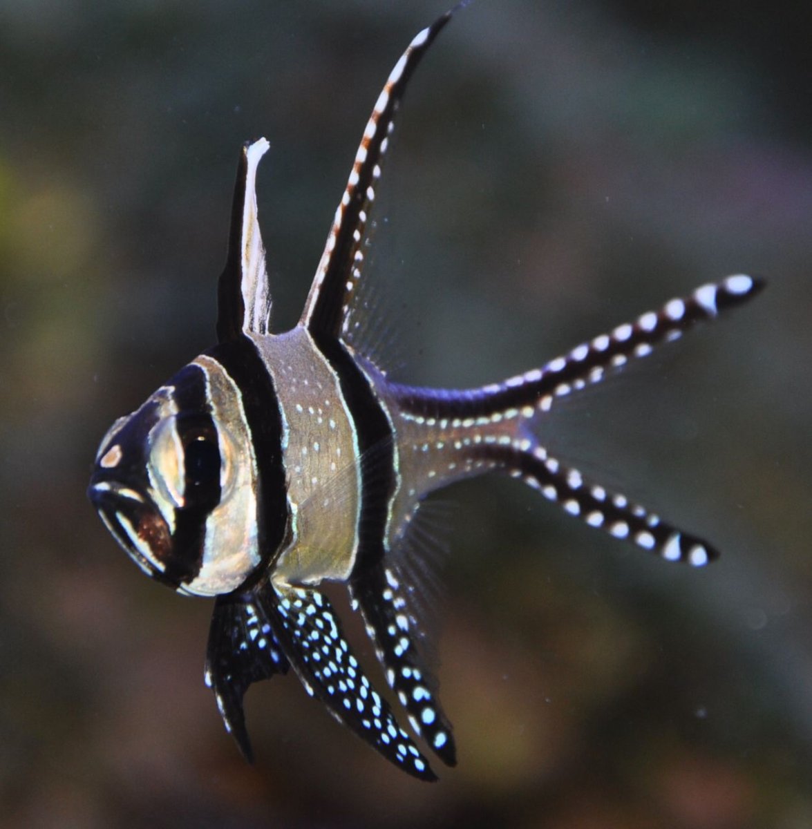 Рыба улыбается