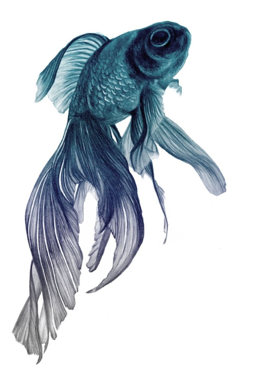 Горбуша Речная рыба