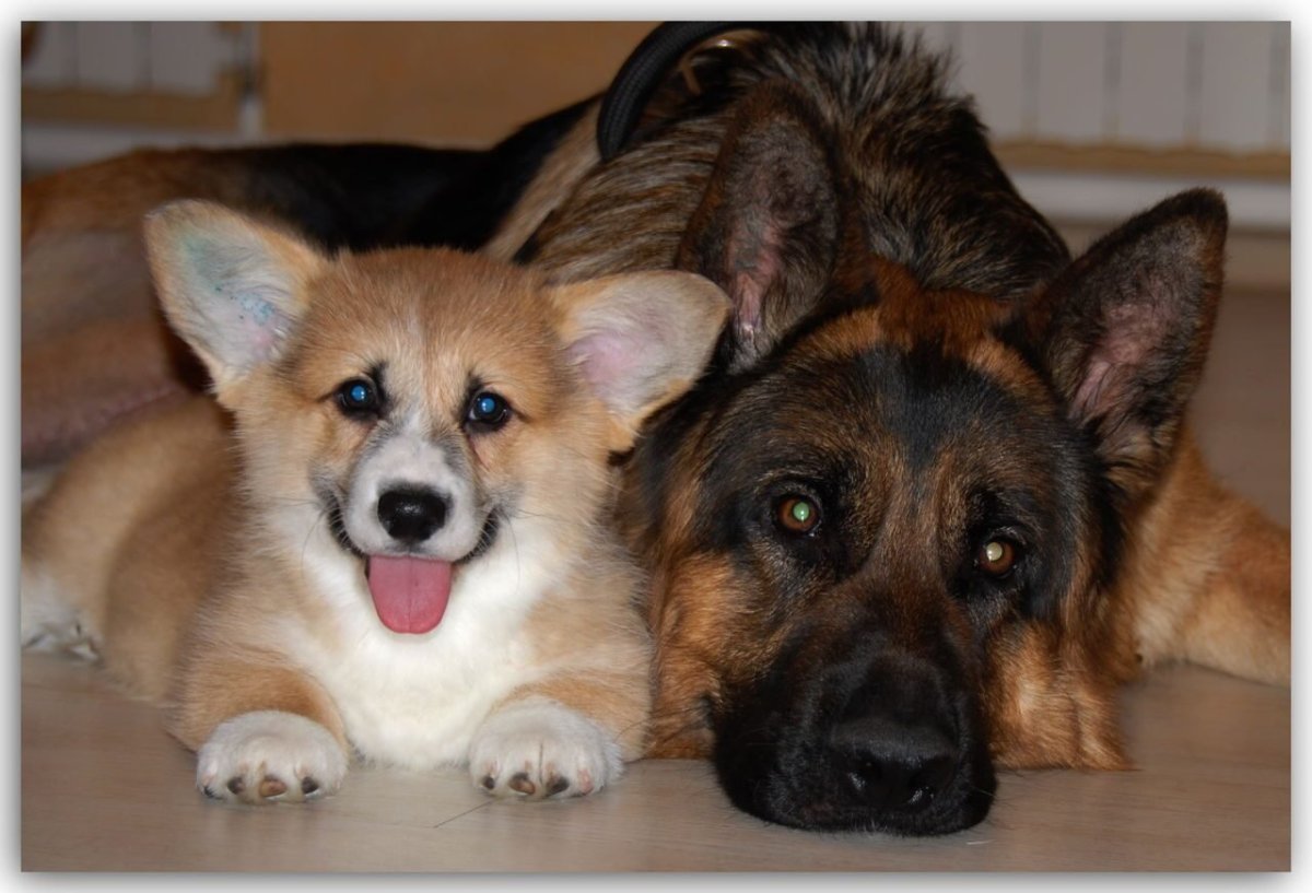 Метис таксы