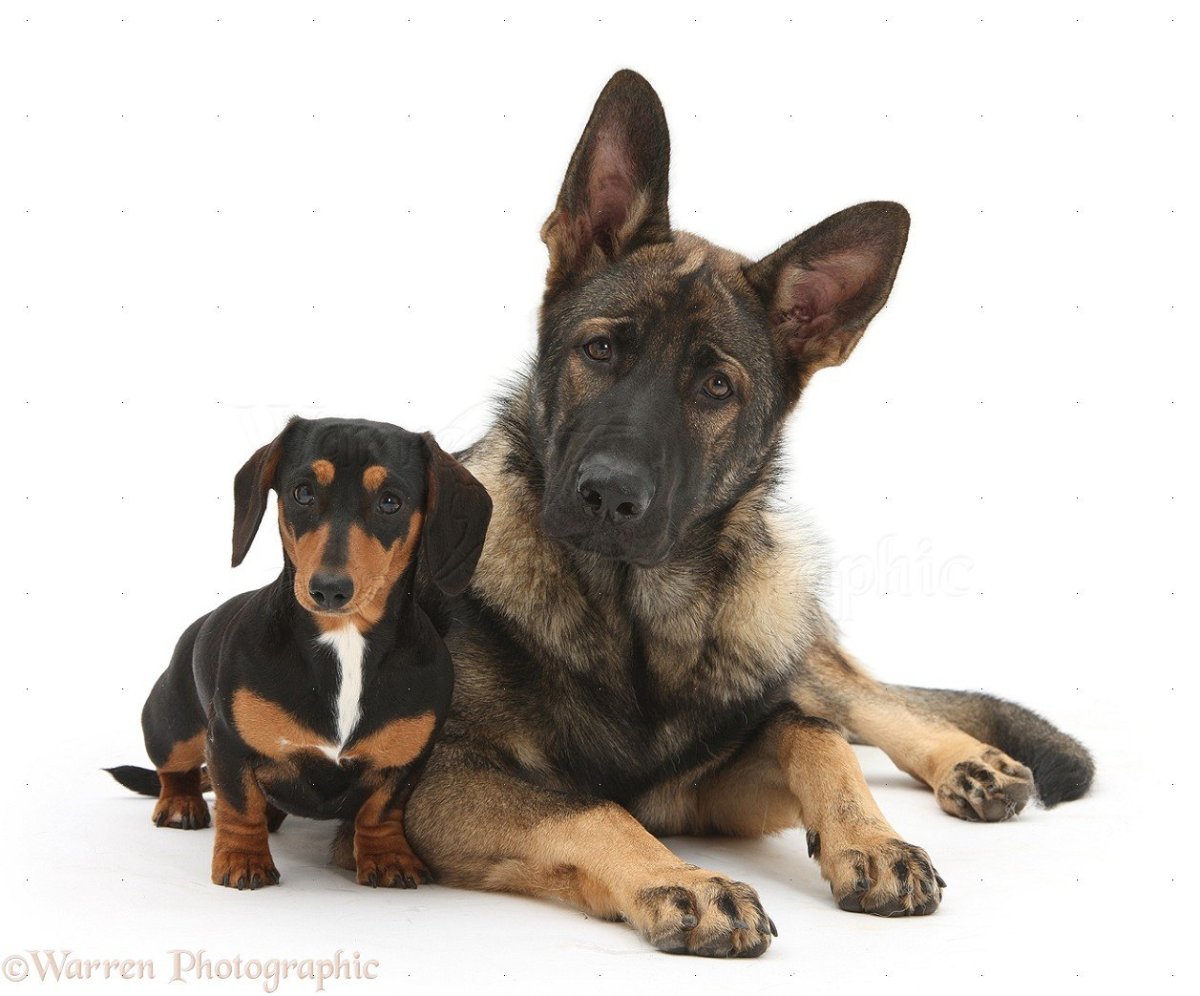 Метис корги и овчарки