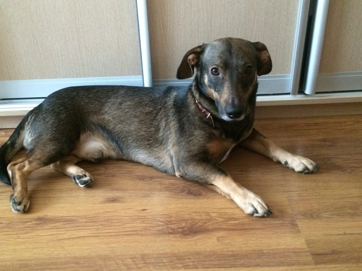 Стаффордширский терьер помесь