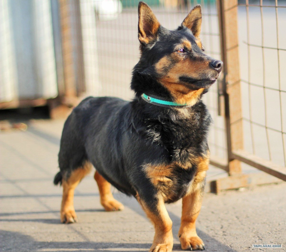 Метис таксы и ротвейлера