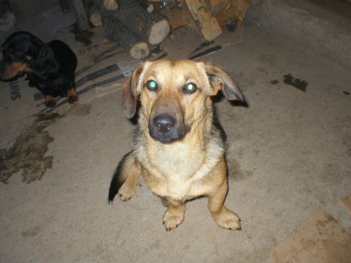 Метис таксы и пинчера