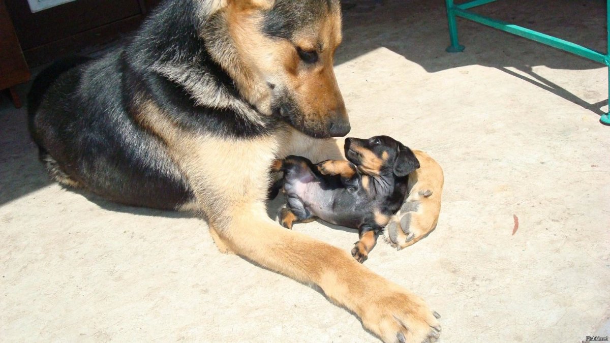 Метис такса Папильон