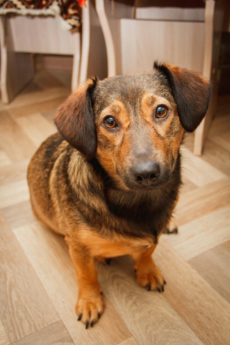 Метис таксы и дворняги