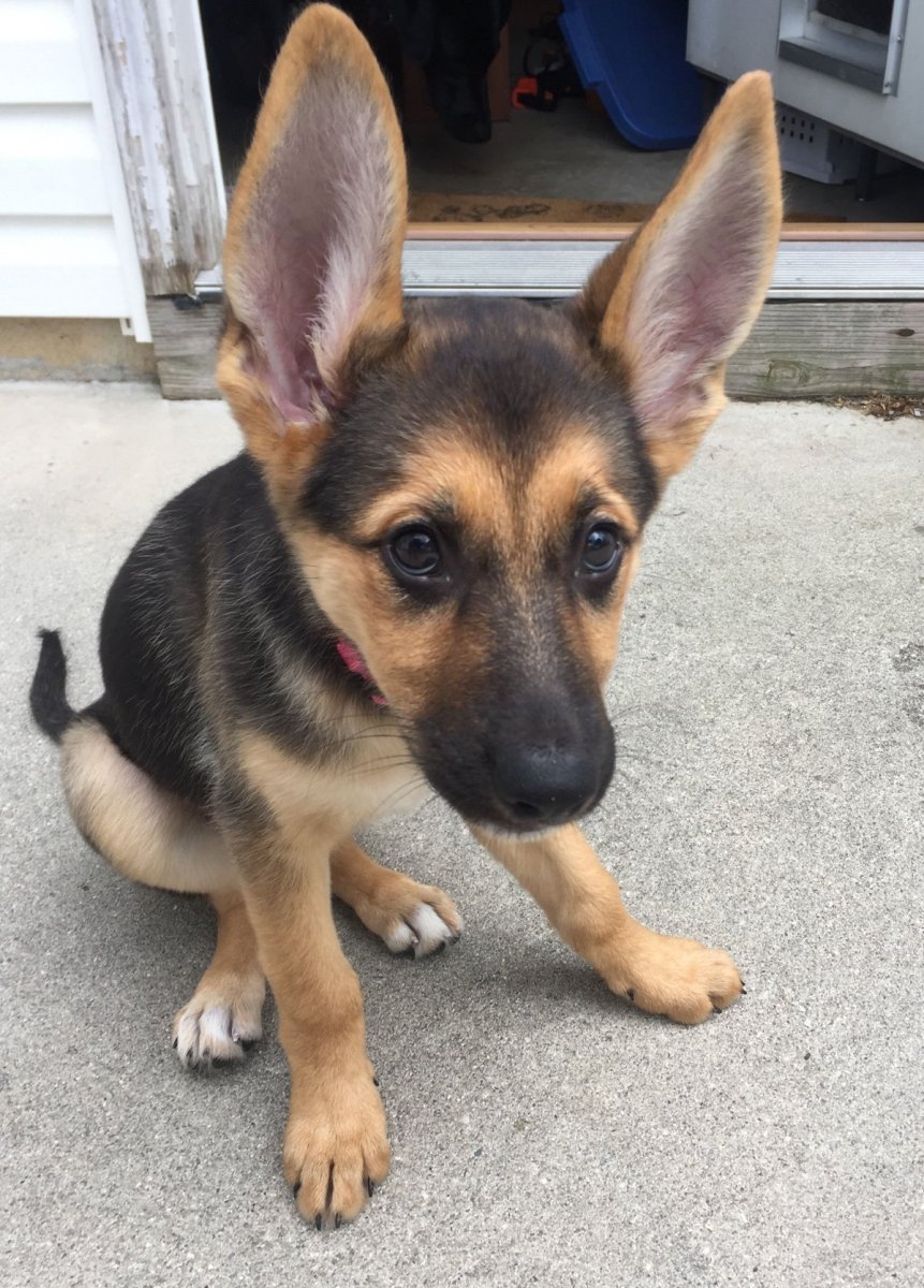 Ягдтерьер и такса