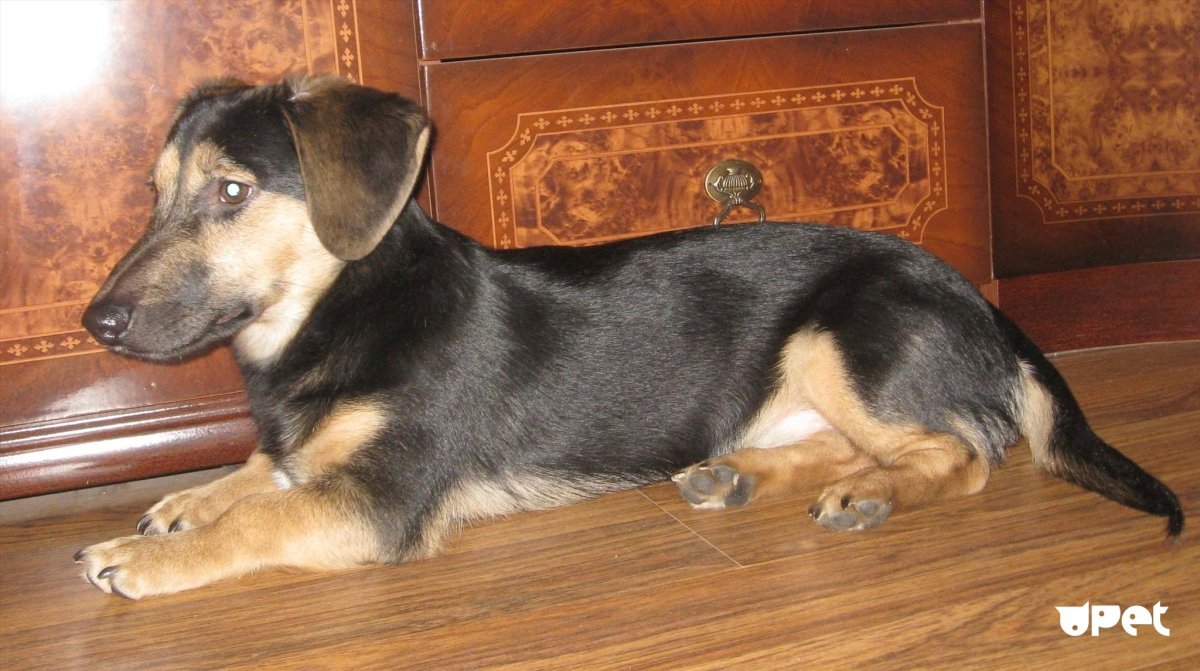 Метис корги и овчарки