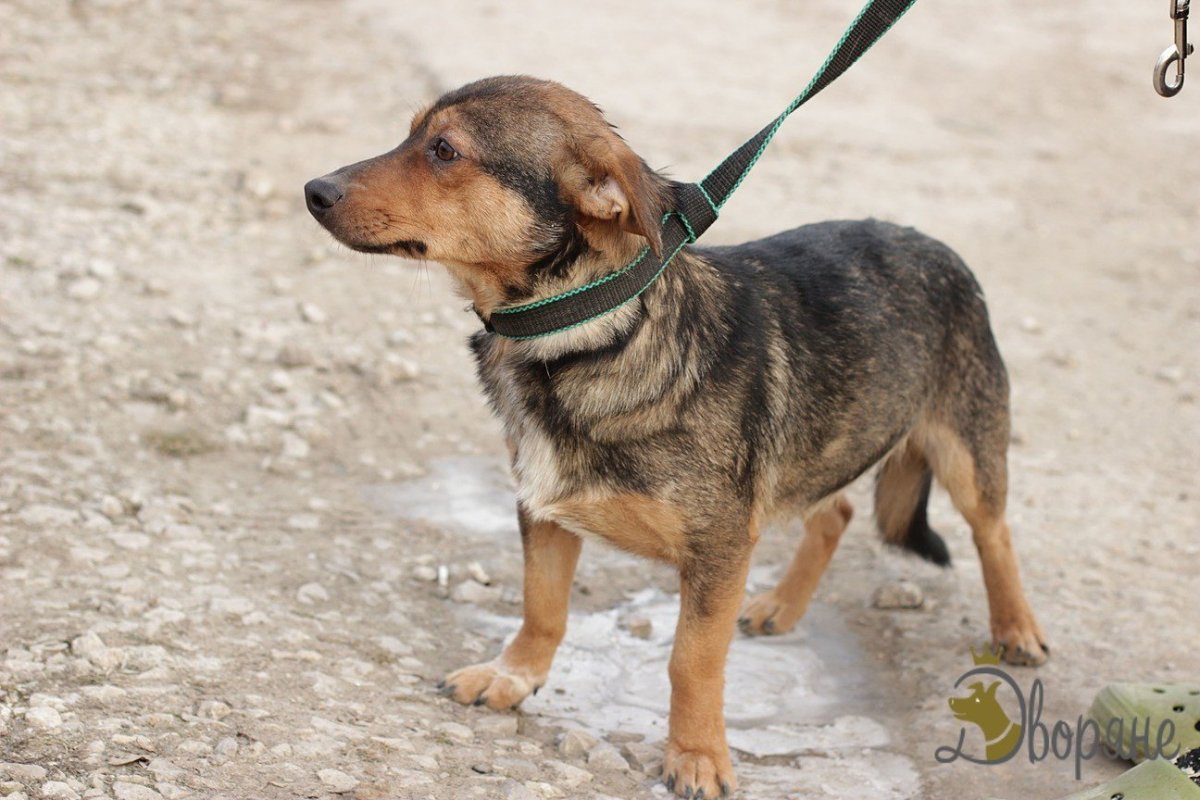 Метис корги