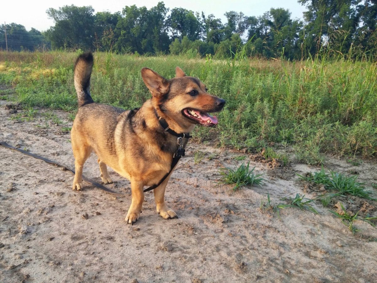 Метис корги