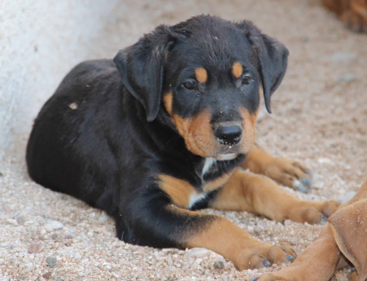 Золотистый ретривер и хаски