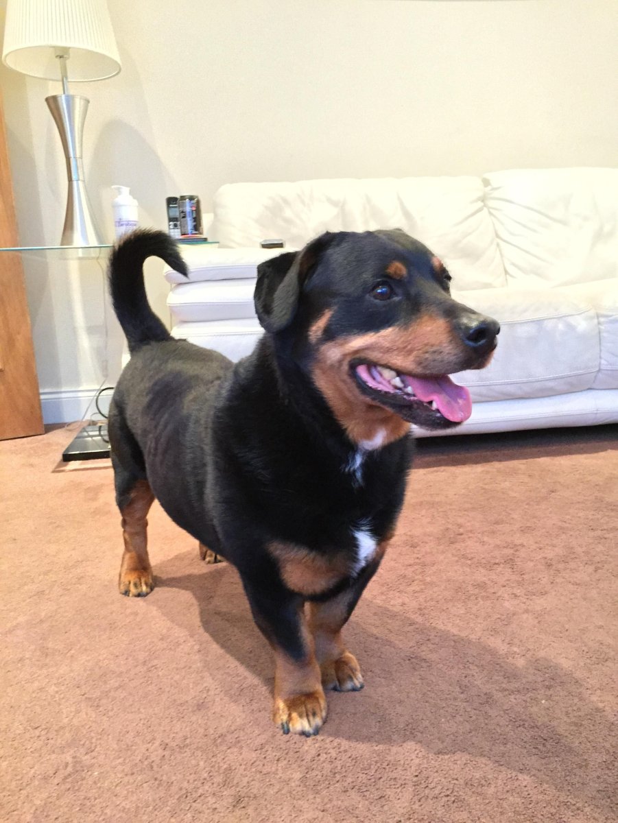 Метис таксы и бигля