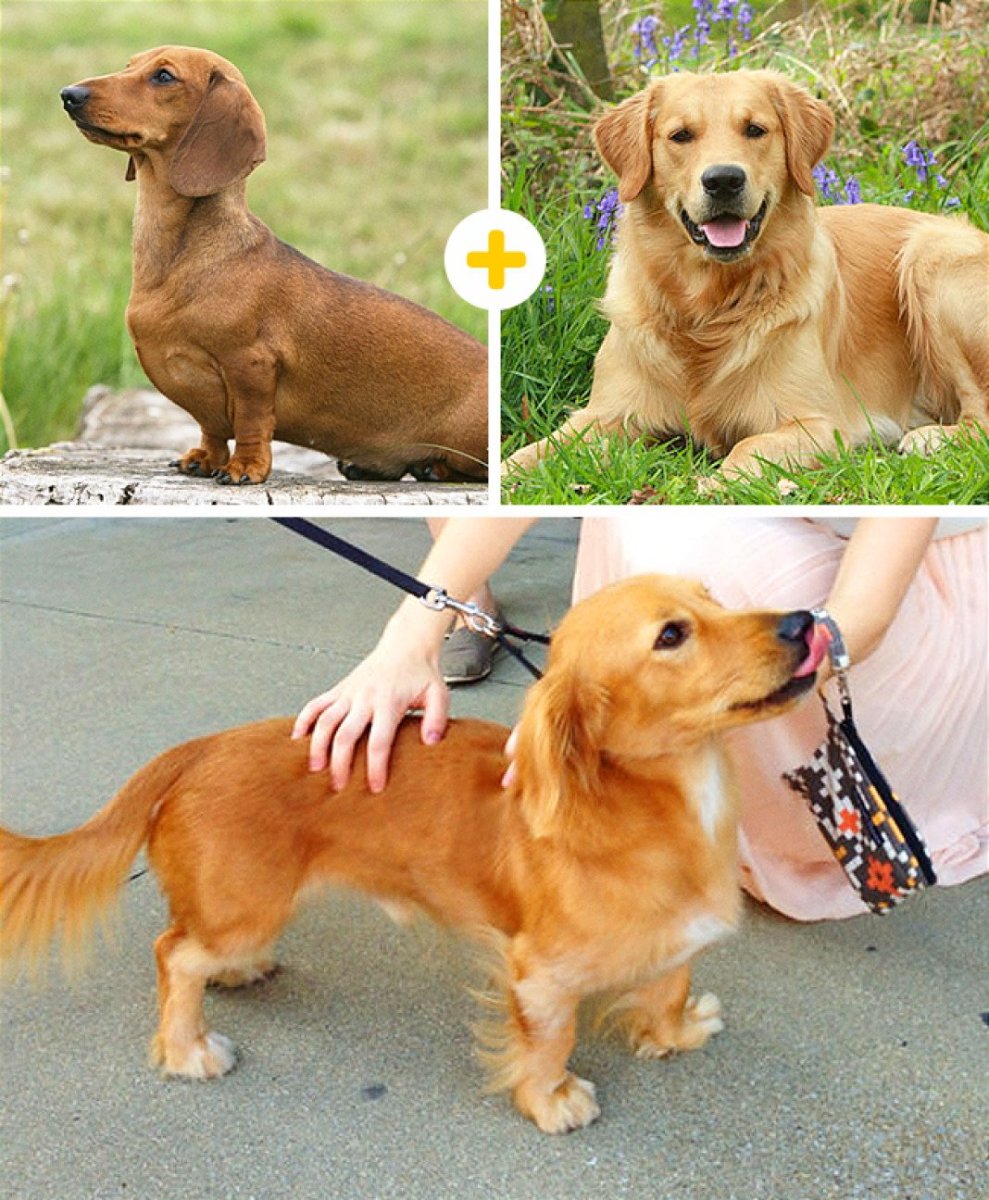 Метис таксы и пинчера