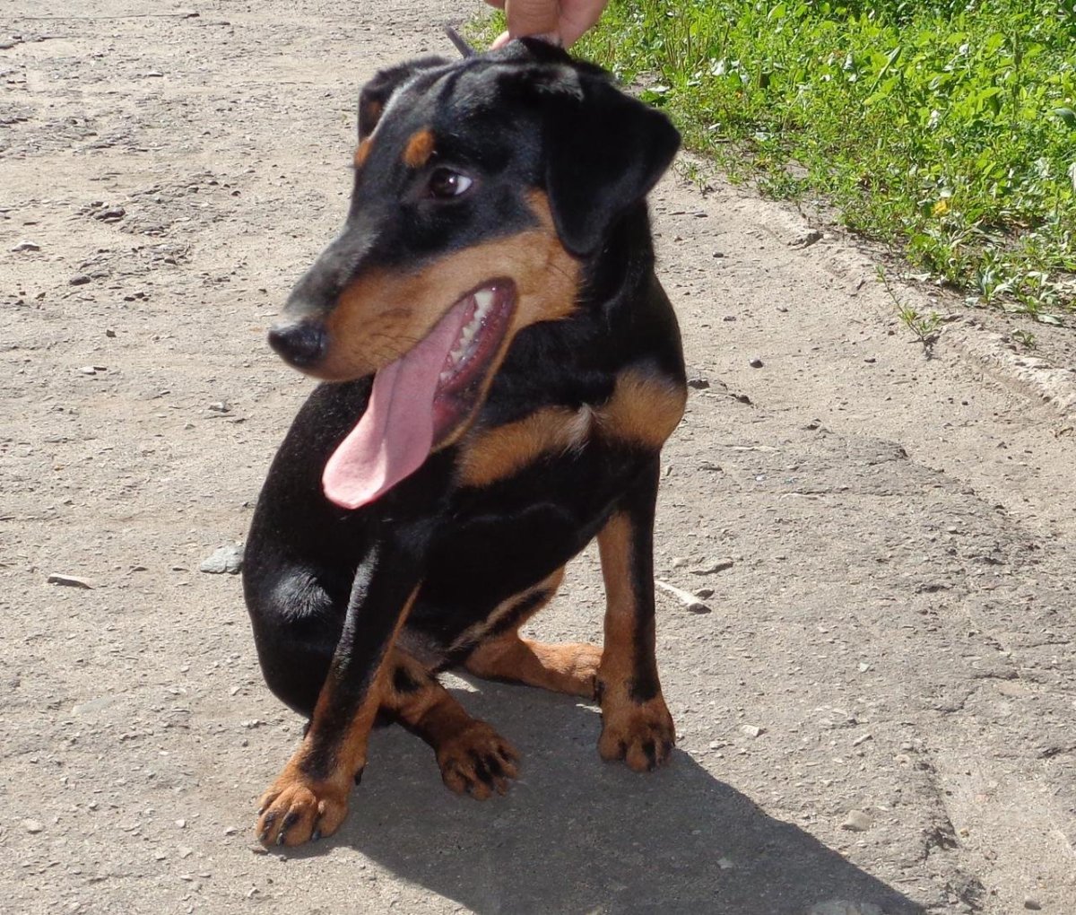 Такса и золотистый ретривер